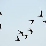 si-vives-en-un-municipio-de-cadiz-y-ves-golondrinas-en-el-cielo-significa-que-la-calidad-del-aire-es-buena-y-no-hay-contaminacion