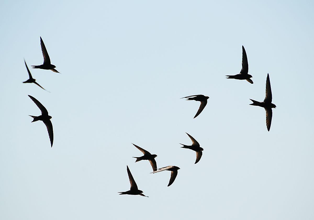si-vives-en-un-municipio-de-cadiz-y-ves-golondrinas-en-el-cielo-significa-que-la-calidad-del-aire-es-buena-y-no-hay-contaminacion
